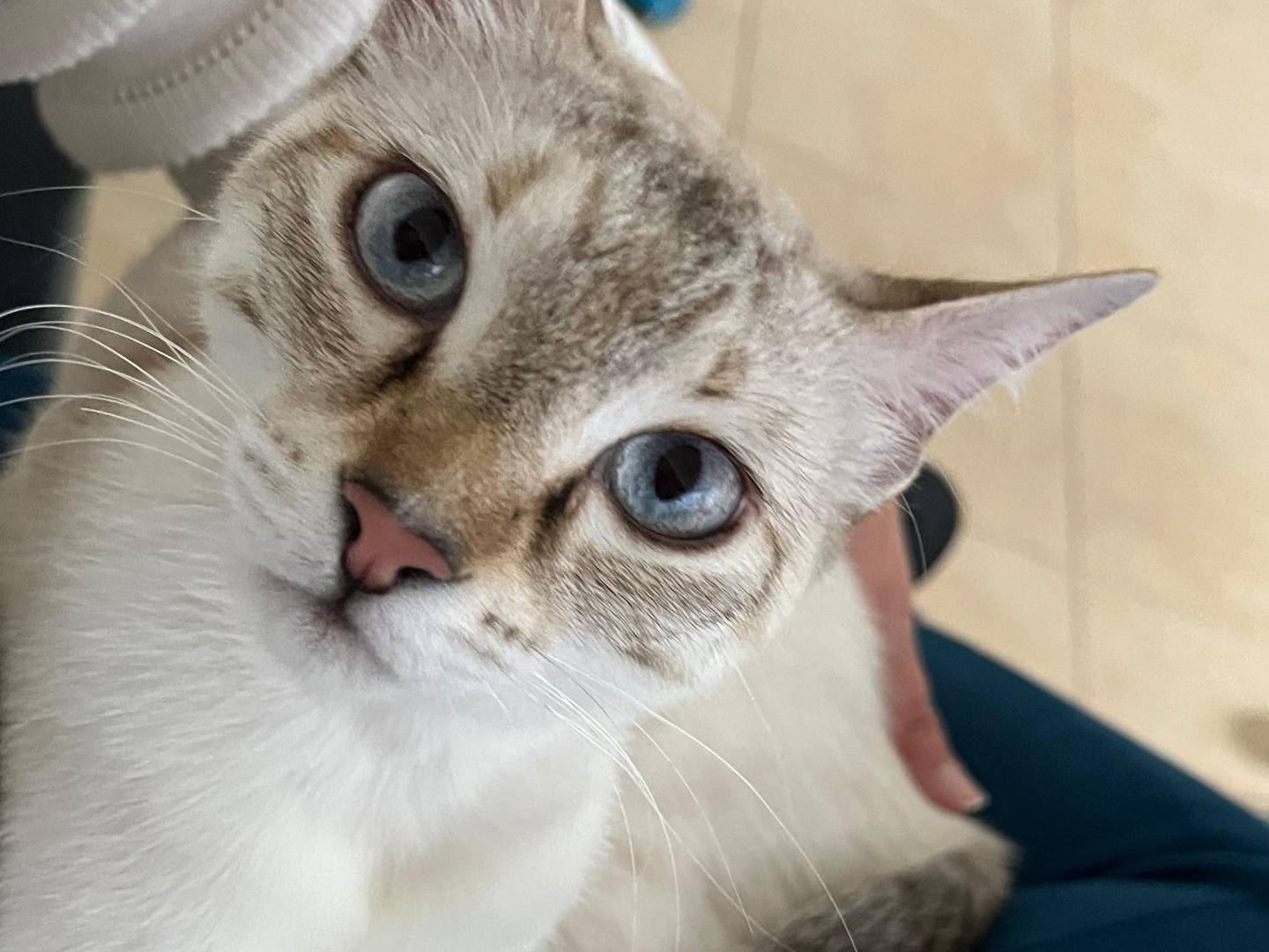 Adotta un gatto, taglia non valida, femmina, Catanzaro