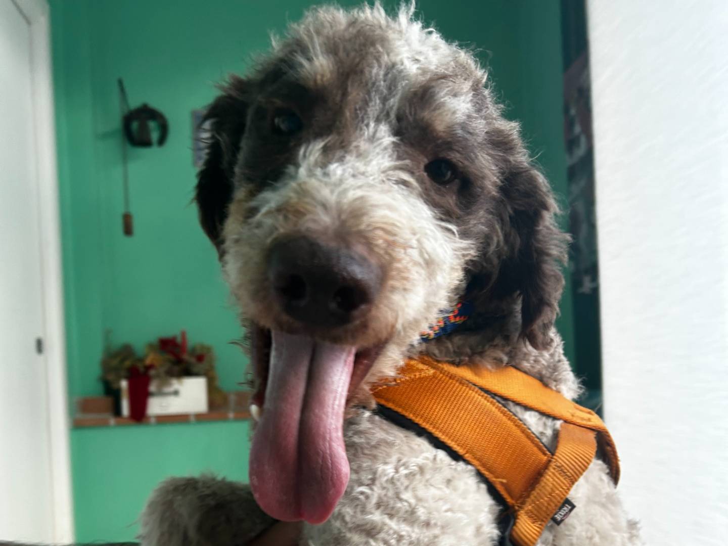 Vuoi adottare un cane a Roma?