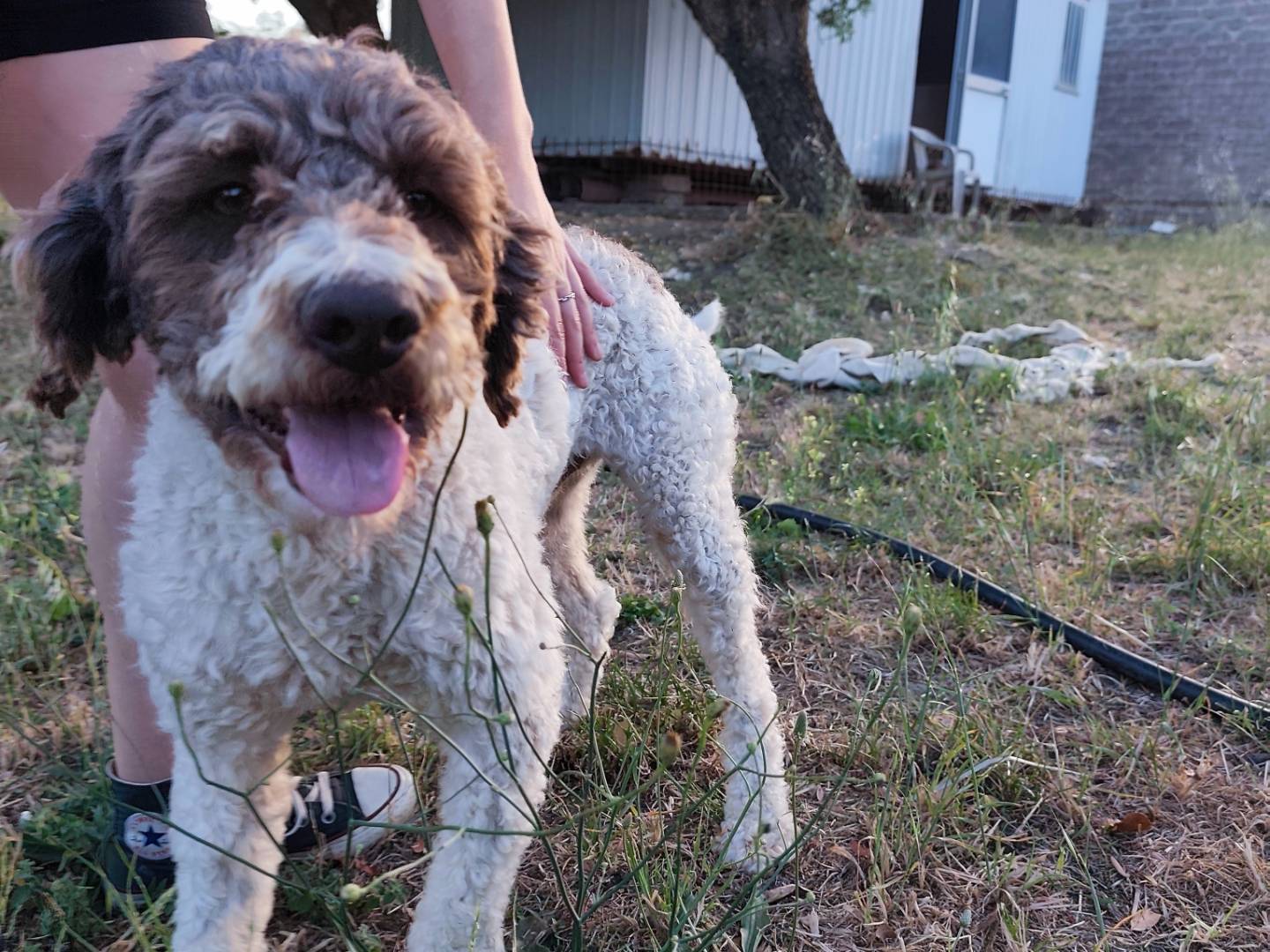 Adozione cane, maschio, Lagotto Razza sconosciuta, 2 anni  e 2 mesi , taglia media, Roma