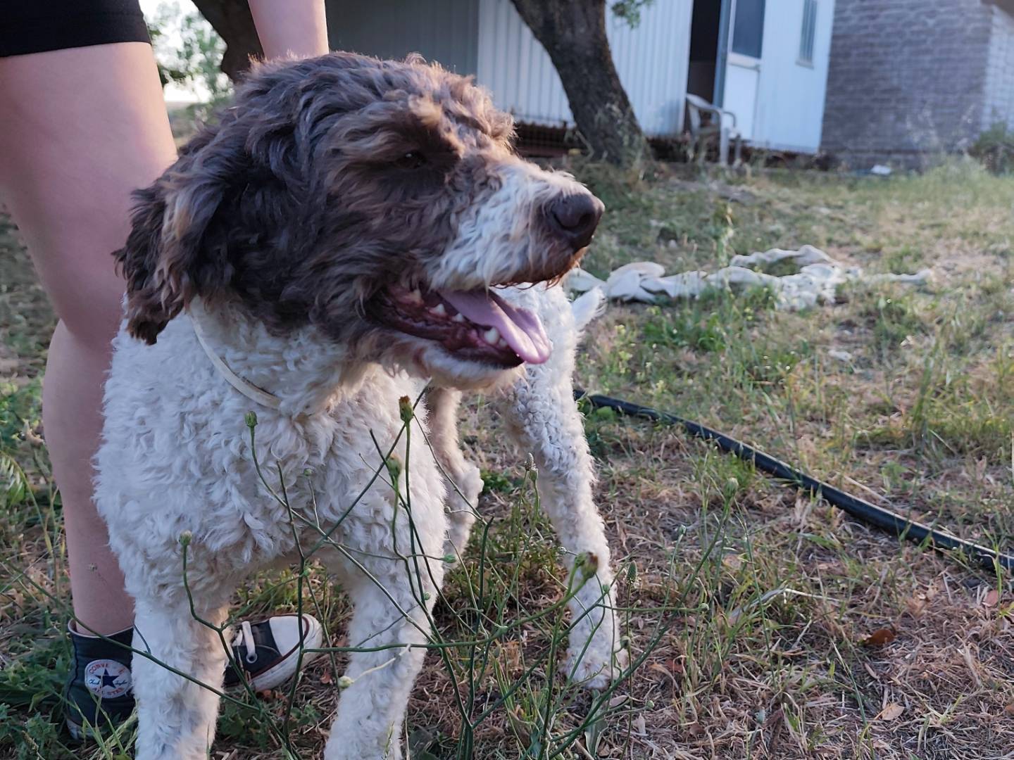 Adotta un cane, maschio, 2 anni  e 2 mesi , Roma