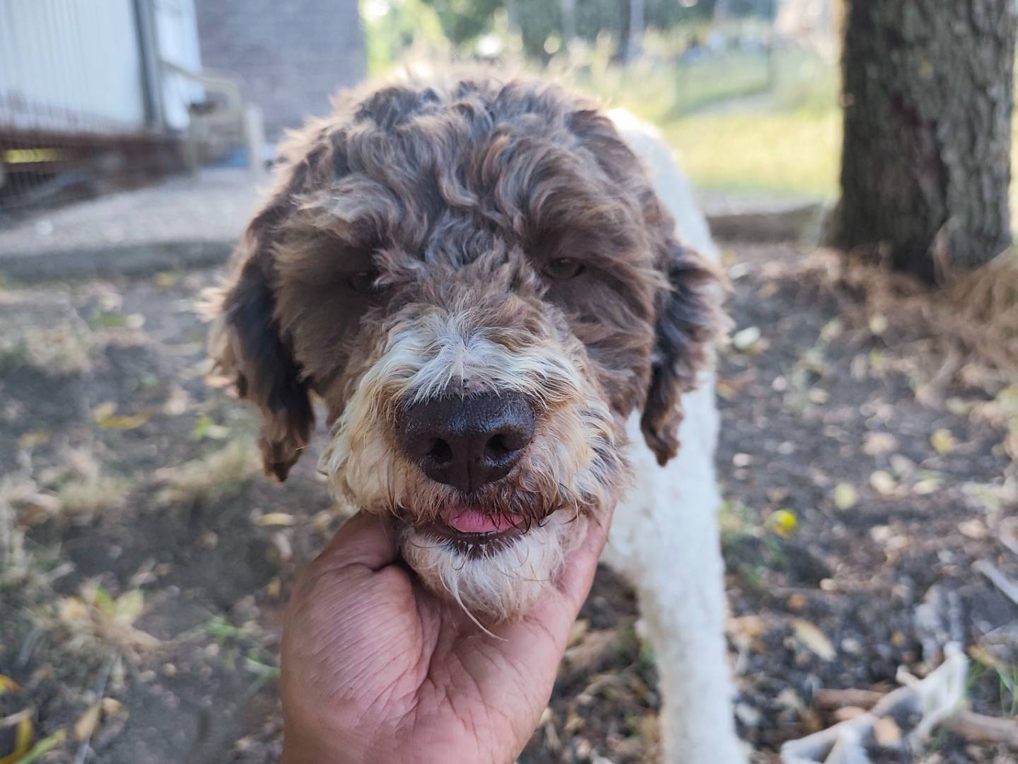 Adotta un cane, taglia media, maschio, Roma