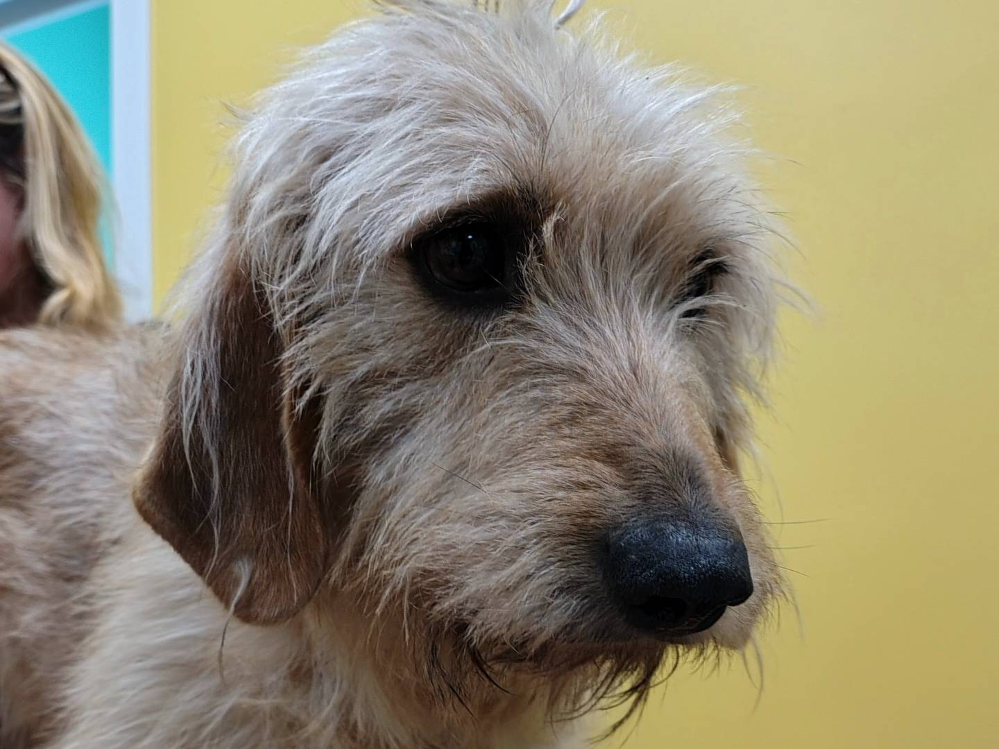 Adotta un cane, maschio, 4 anni  e 2 mesi , Roma