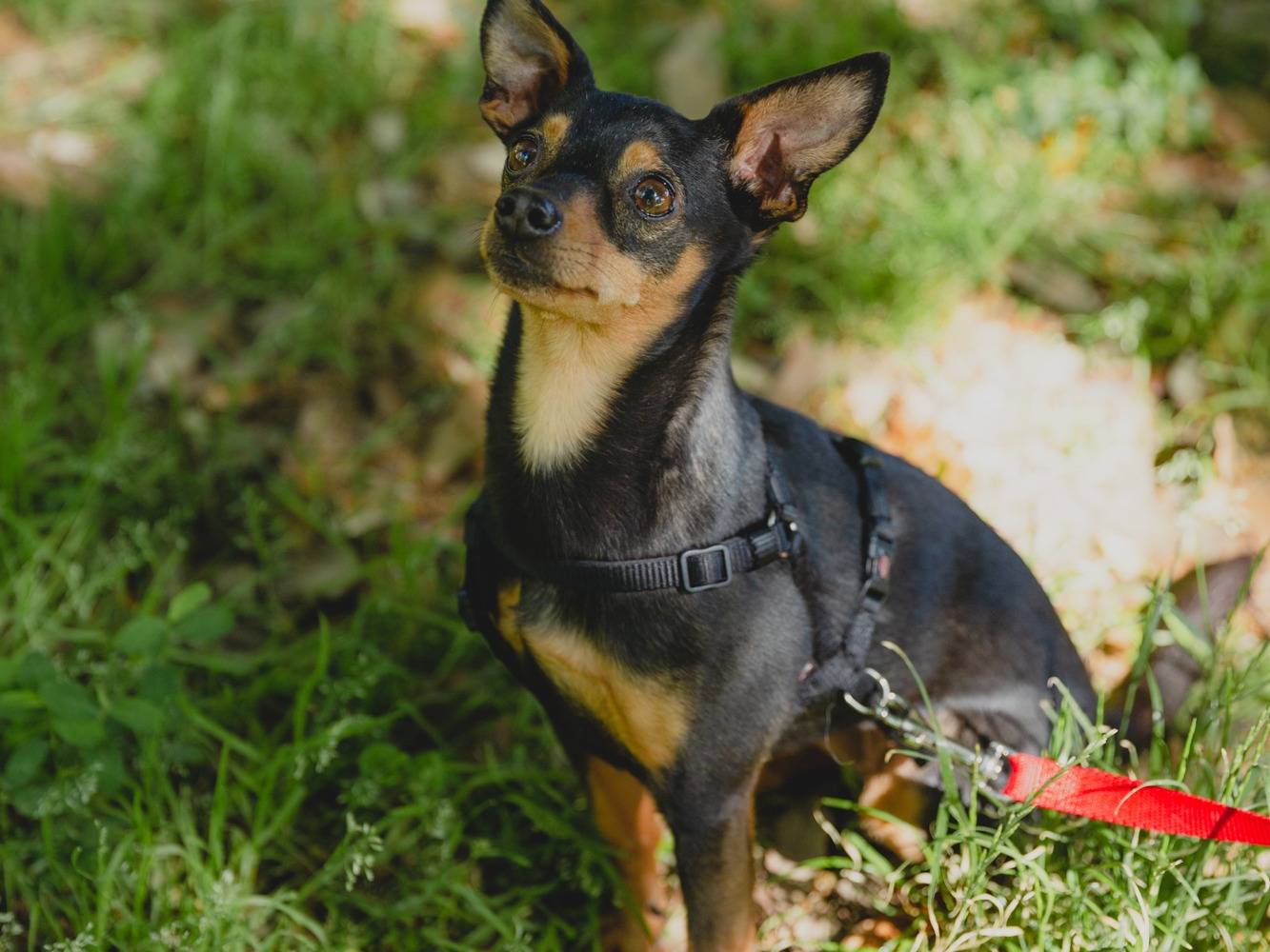 Vuoi adottare un cane a Firenze?