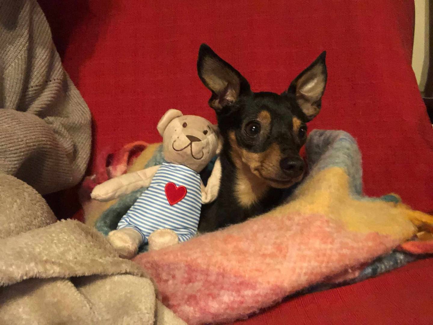 Adotta il cane STARLET a Firenze