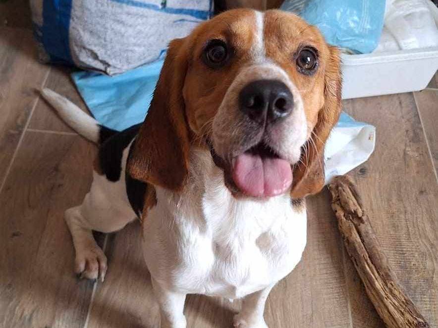 Vuoi adottare un cane a Firenze?