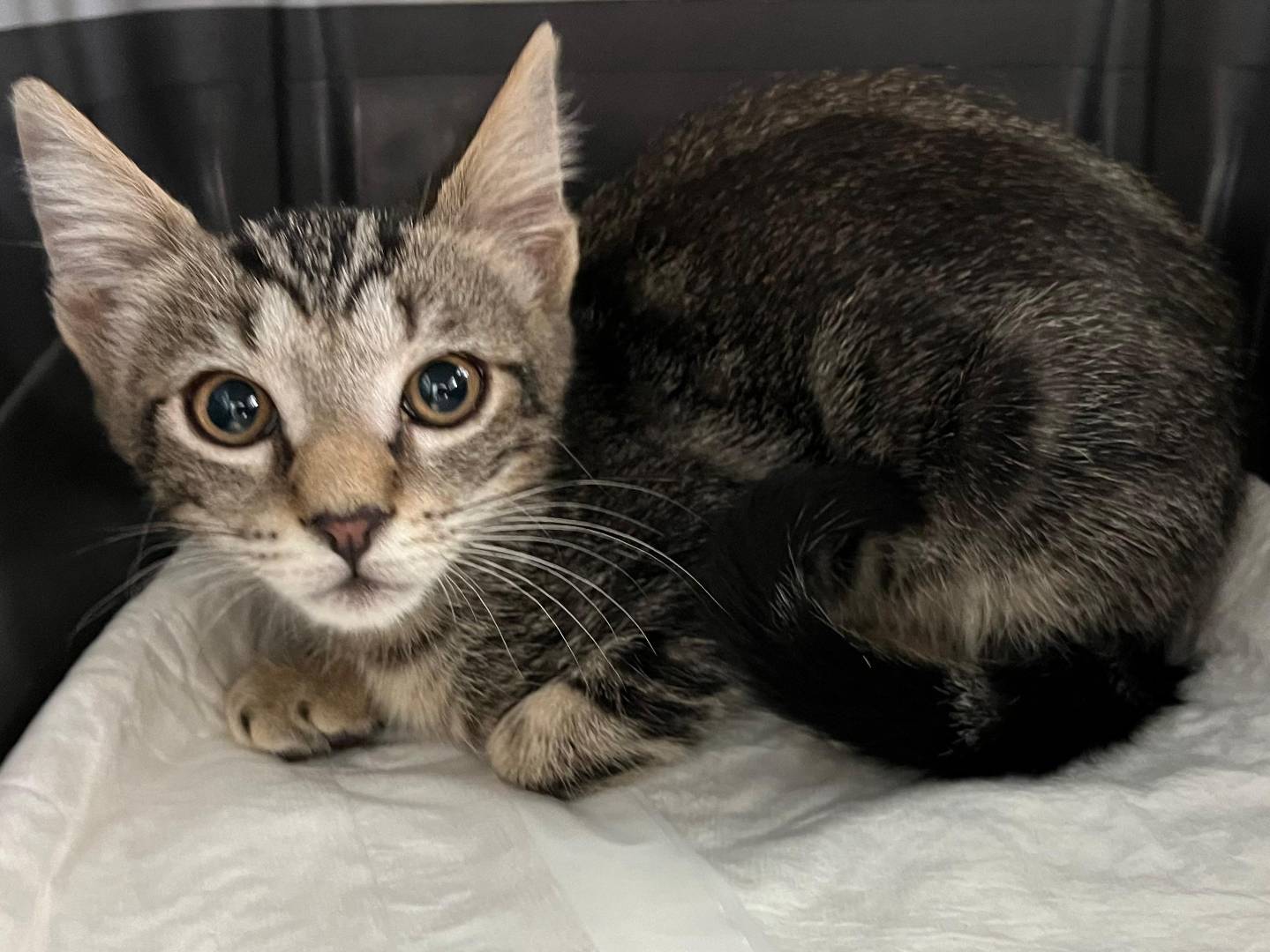 Vuoi adottare un gatto a Catanzaro?