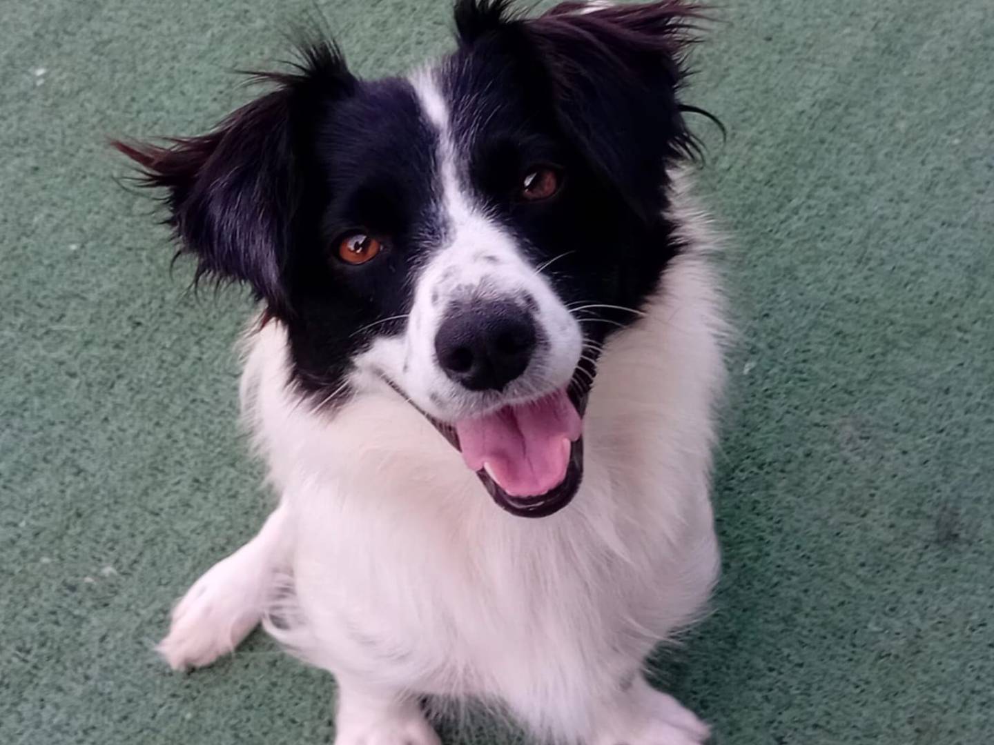 Adotta un cane, femmina, 1 anno e 11 mesi , Cosenza