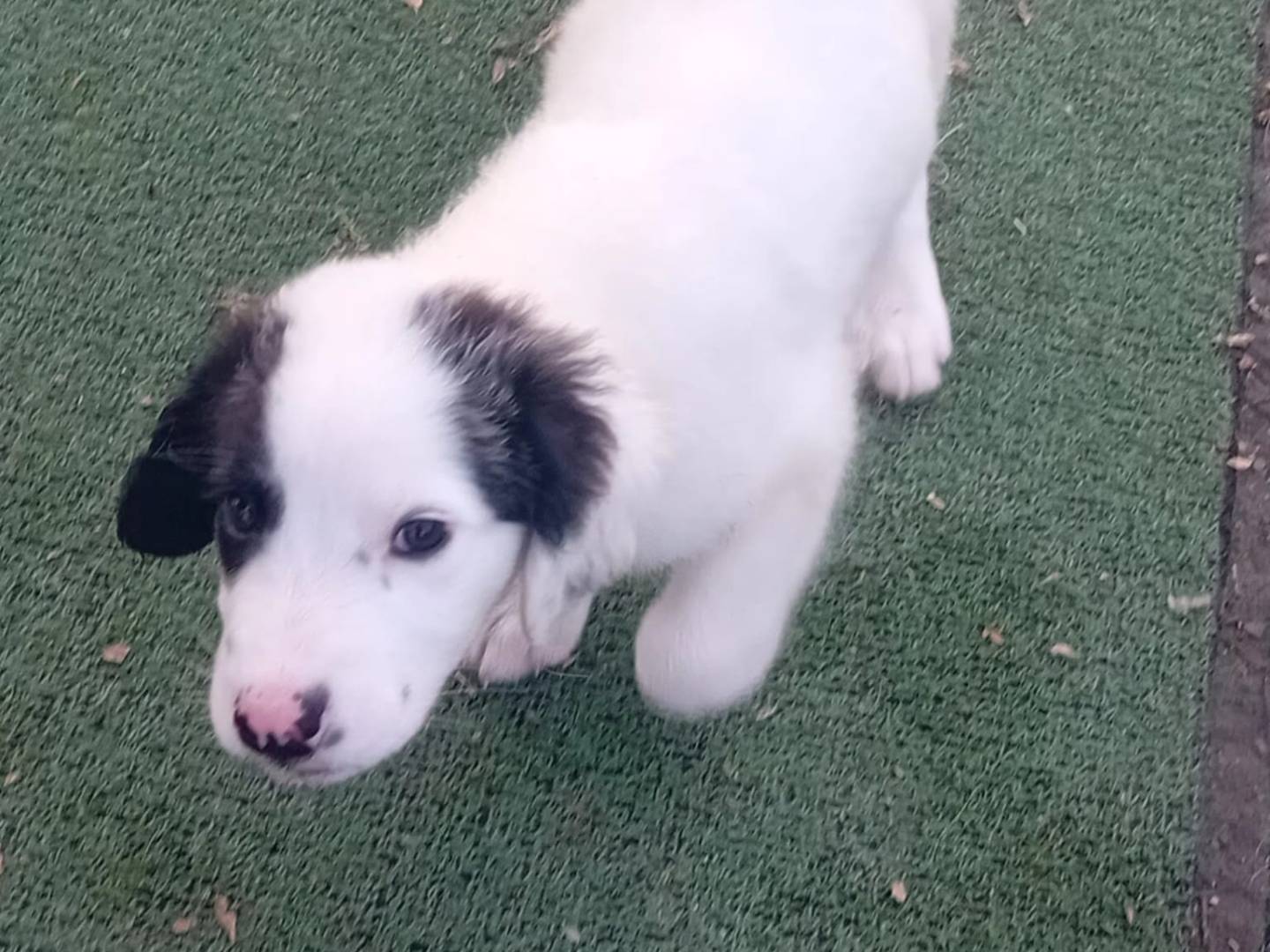 Vuoi adottare un cane a Cosenza?