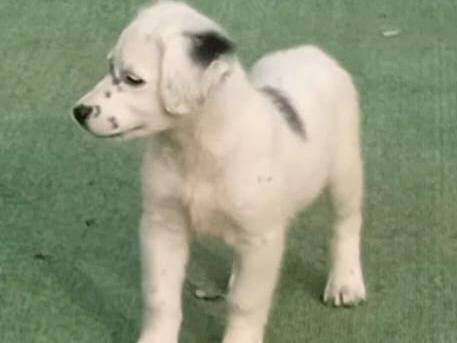 Vuoi adottare un cane a Cosenza?