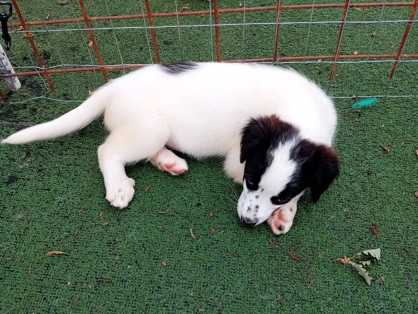 Vuoi adottare un cane a Cosenza?
