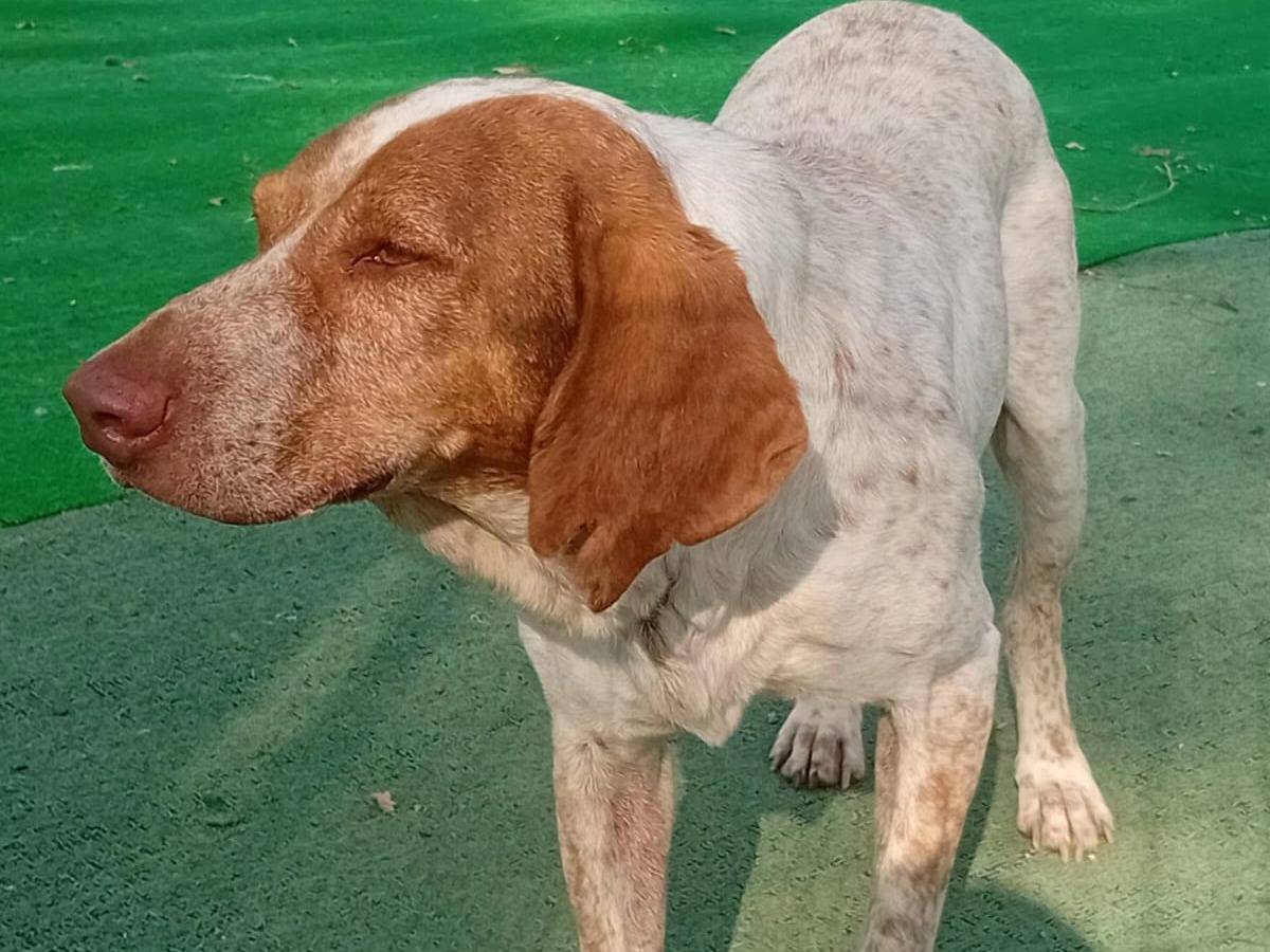 Adotta un cane, taglia media, maschio, Cosenza