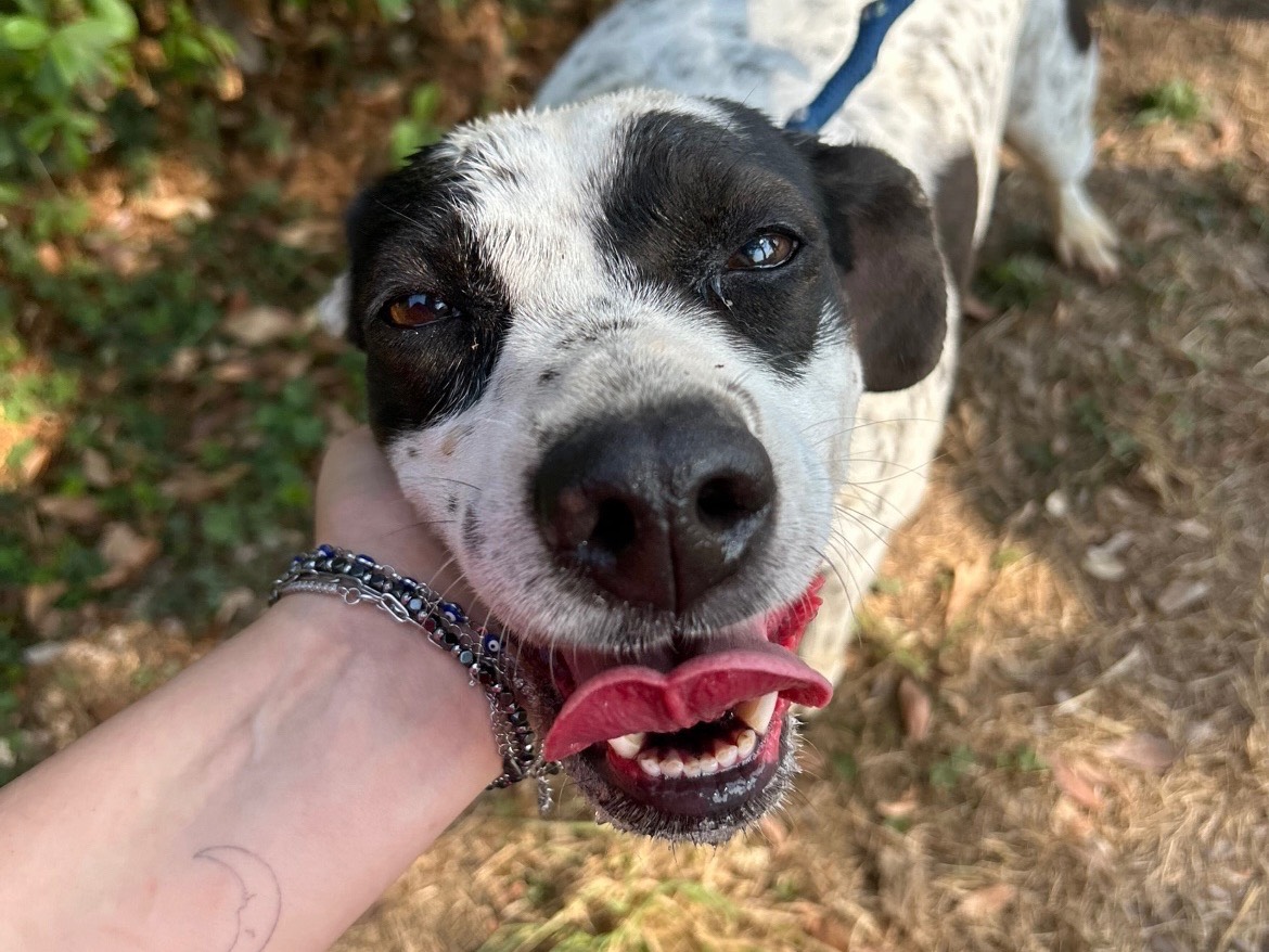 Adozione cane, femmina, Pointer Razza sconosciuta, 5 anni e 4 mesi, taglia media contenuta, Latina