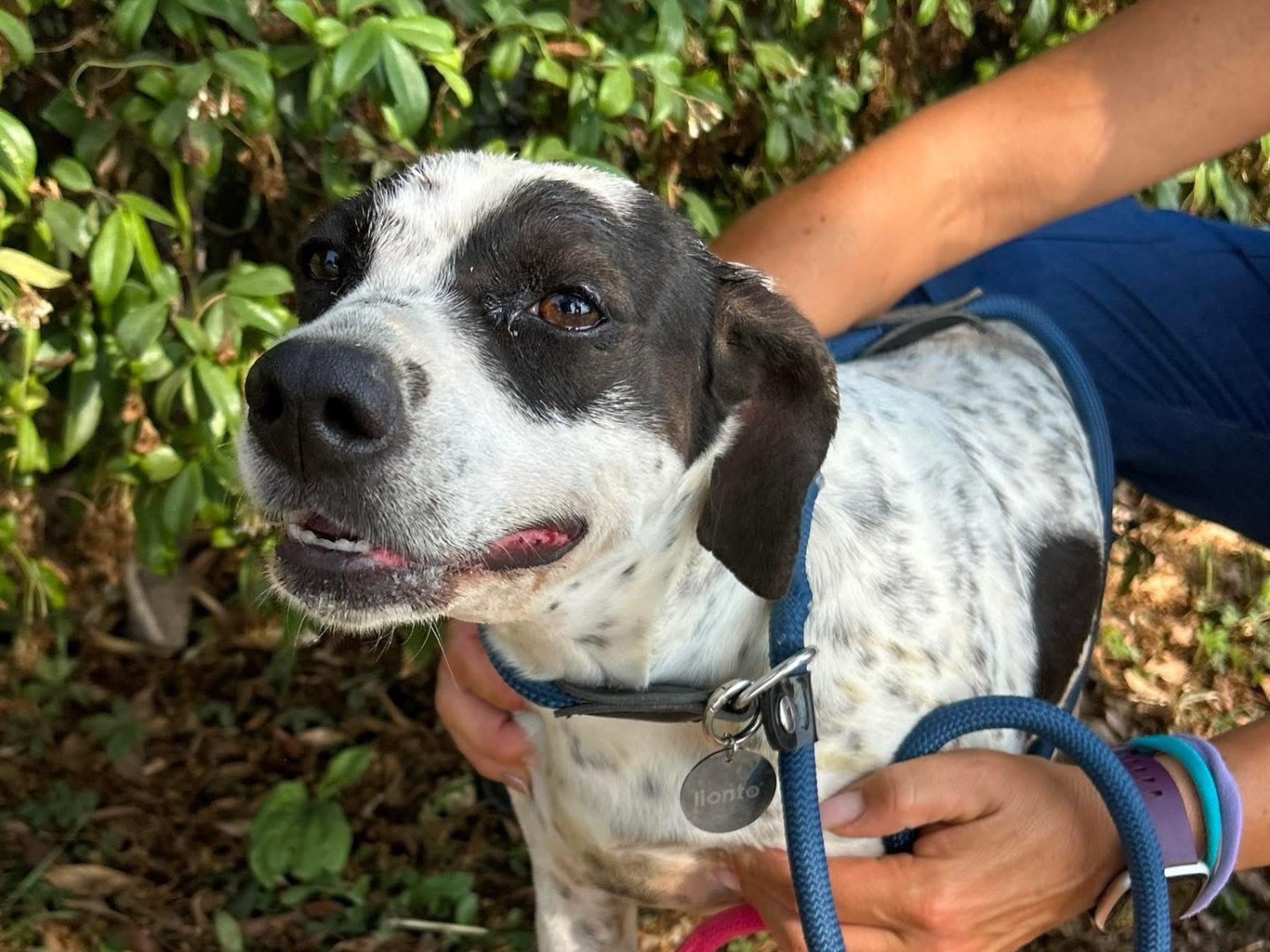 Adotta un cane, femmina, 5 anni e 4 mesi, Latina