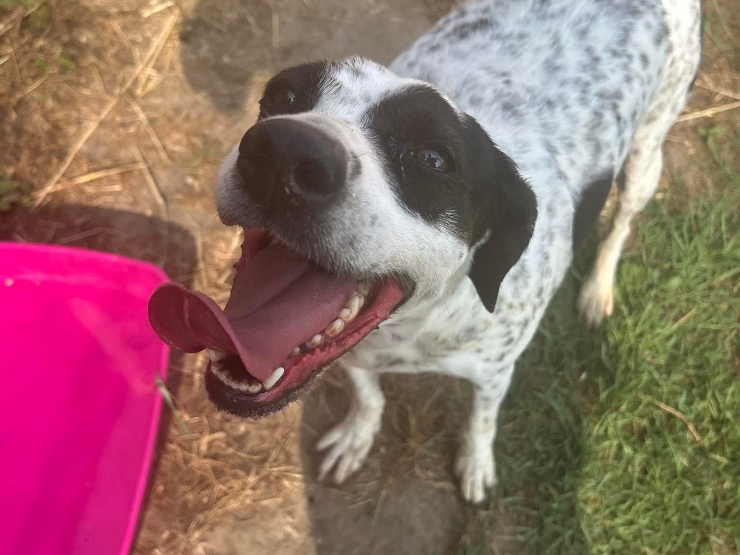 Adotta un cane, taglia media contenuta, femmina, Latina