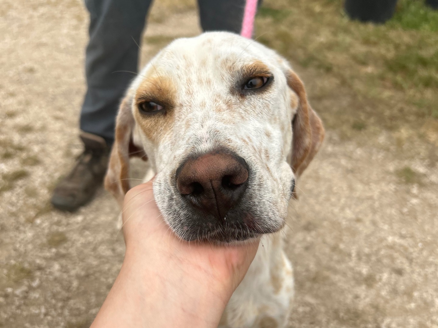 Adotta un cane, taglia media contenuta, maschio, Latina