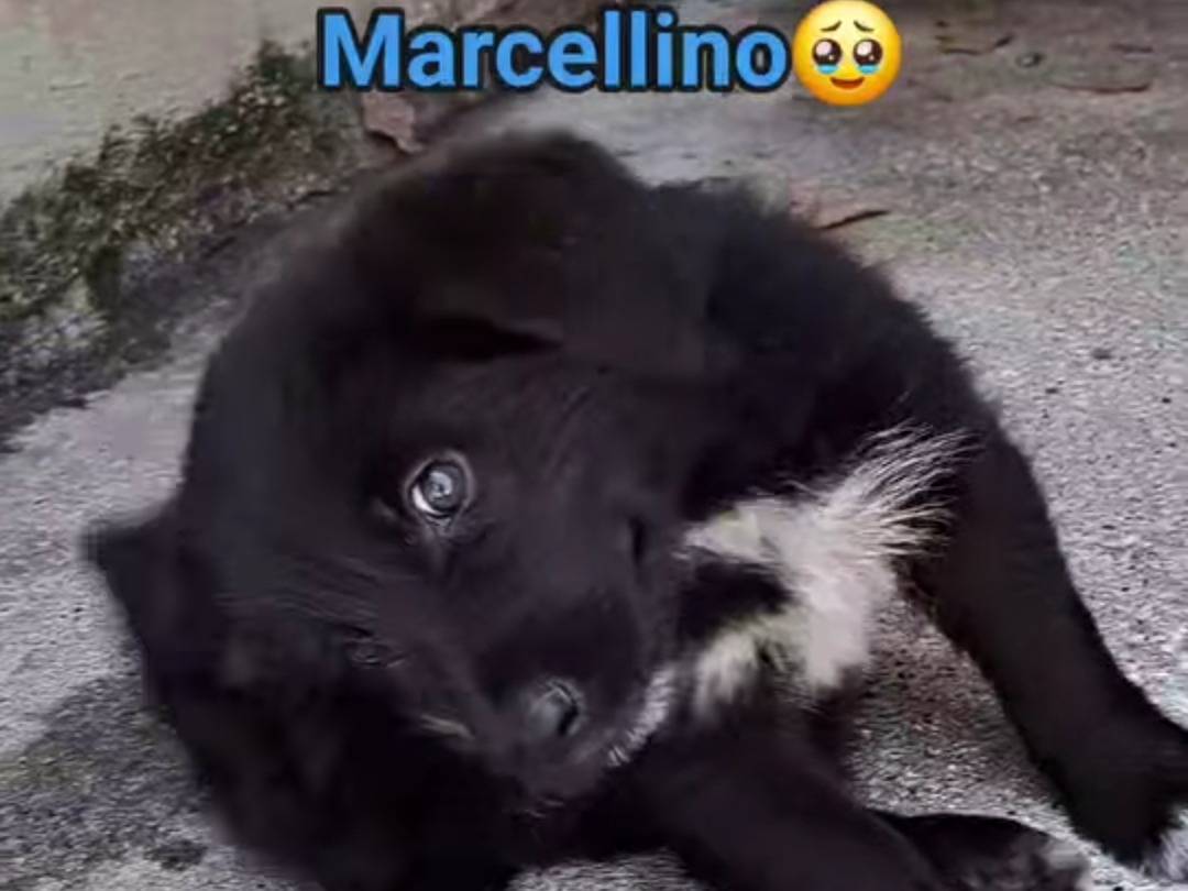 Foto dell'animale
