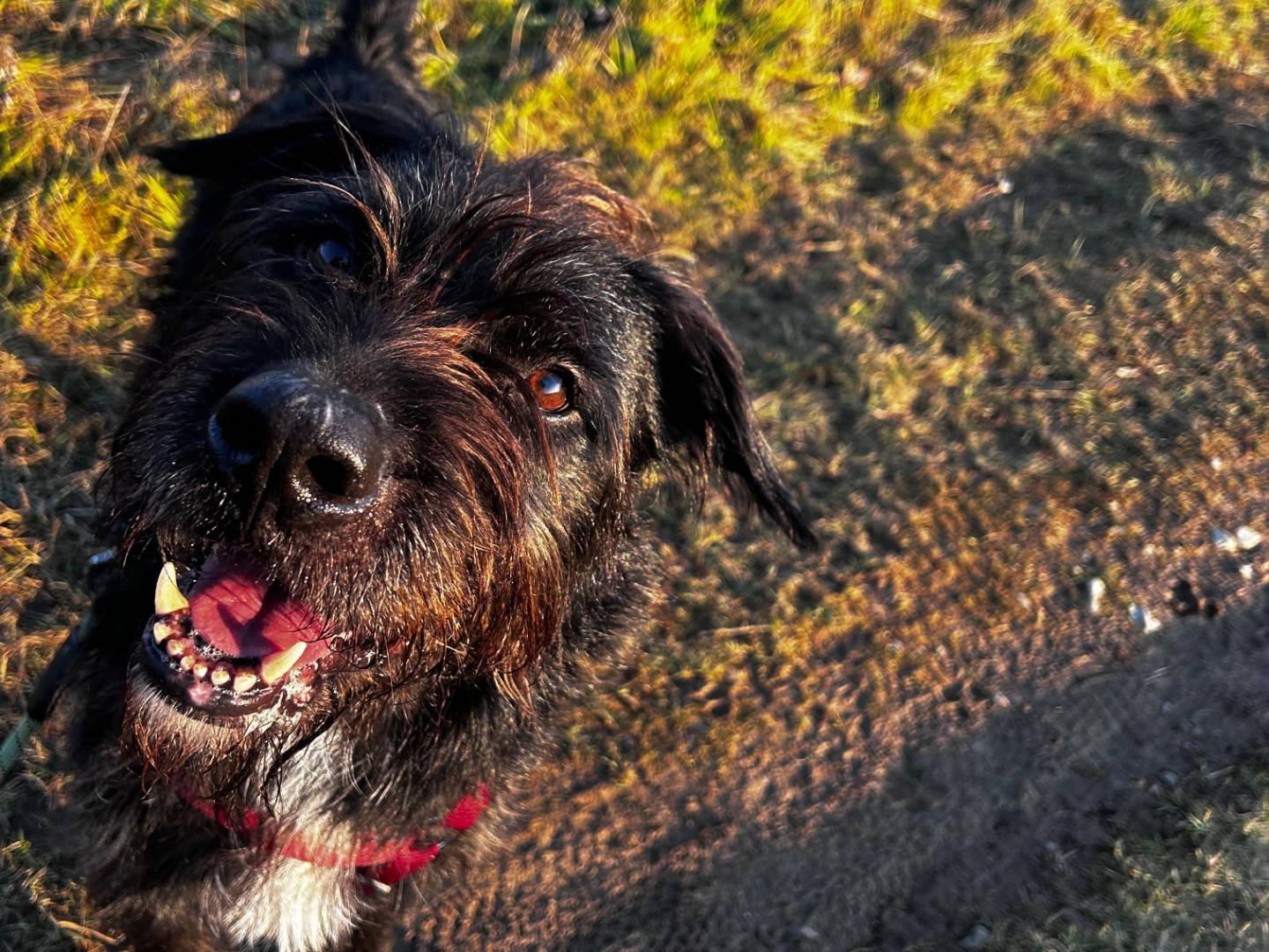 Adotta un cane, maschio, 6 anni  e 4 mesi , Milano
