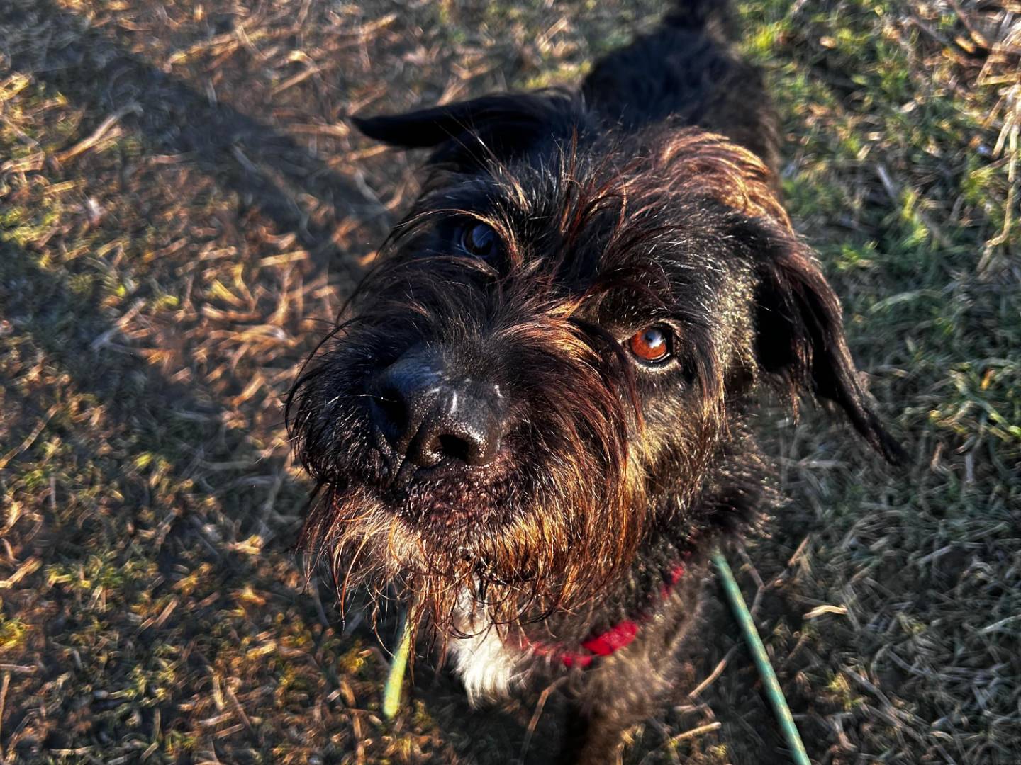 Adotta un cane, taglia media, maschio, Milano