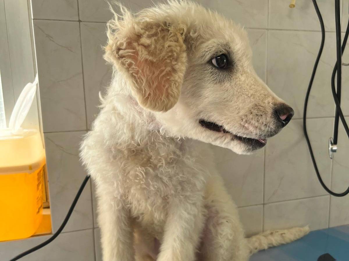 Adotta il cane COCO a Milano