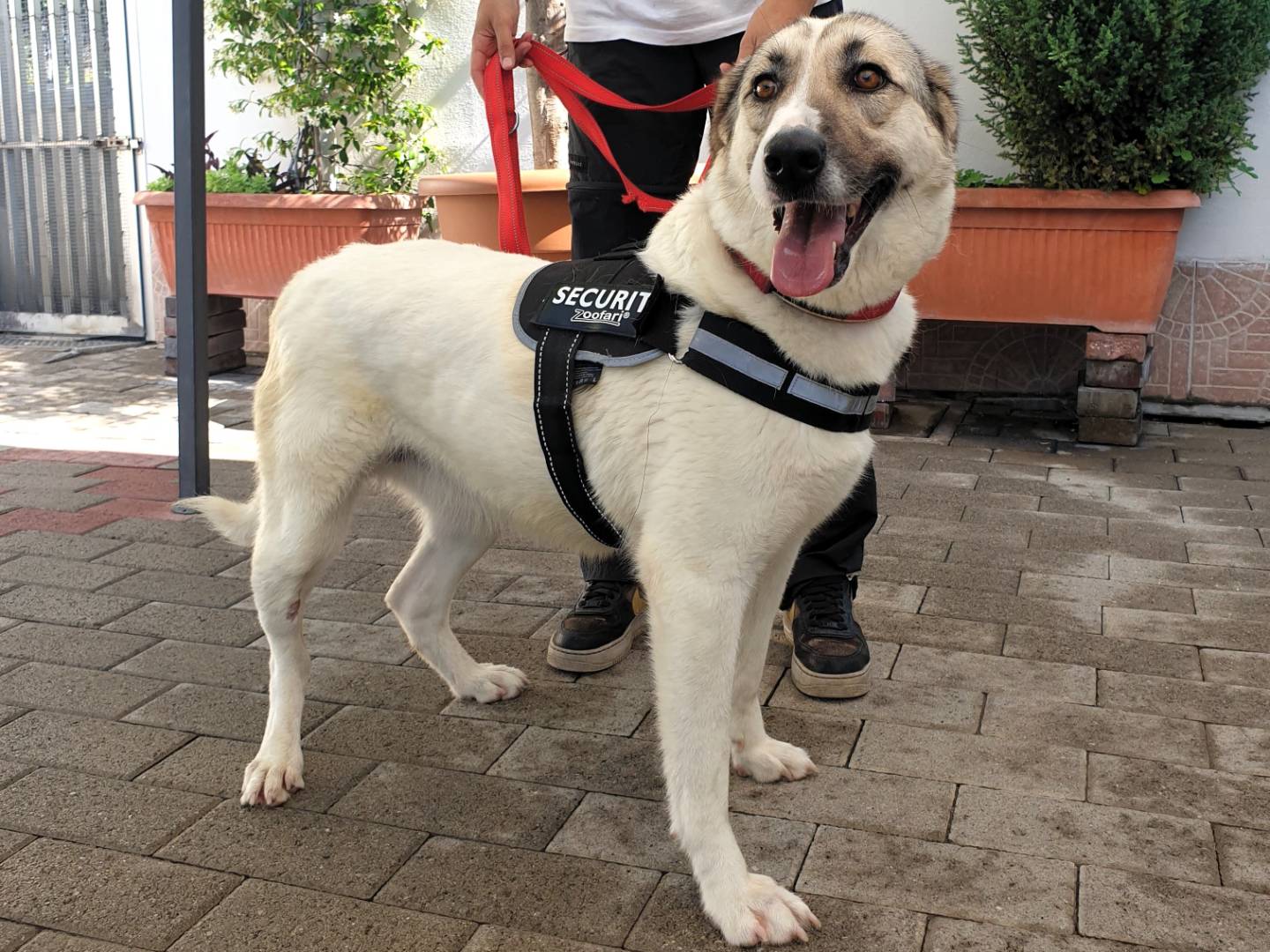 Adotta un cane, femmina, 3 anni  e 5 mesi , Milano