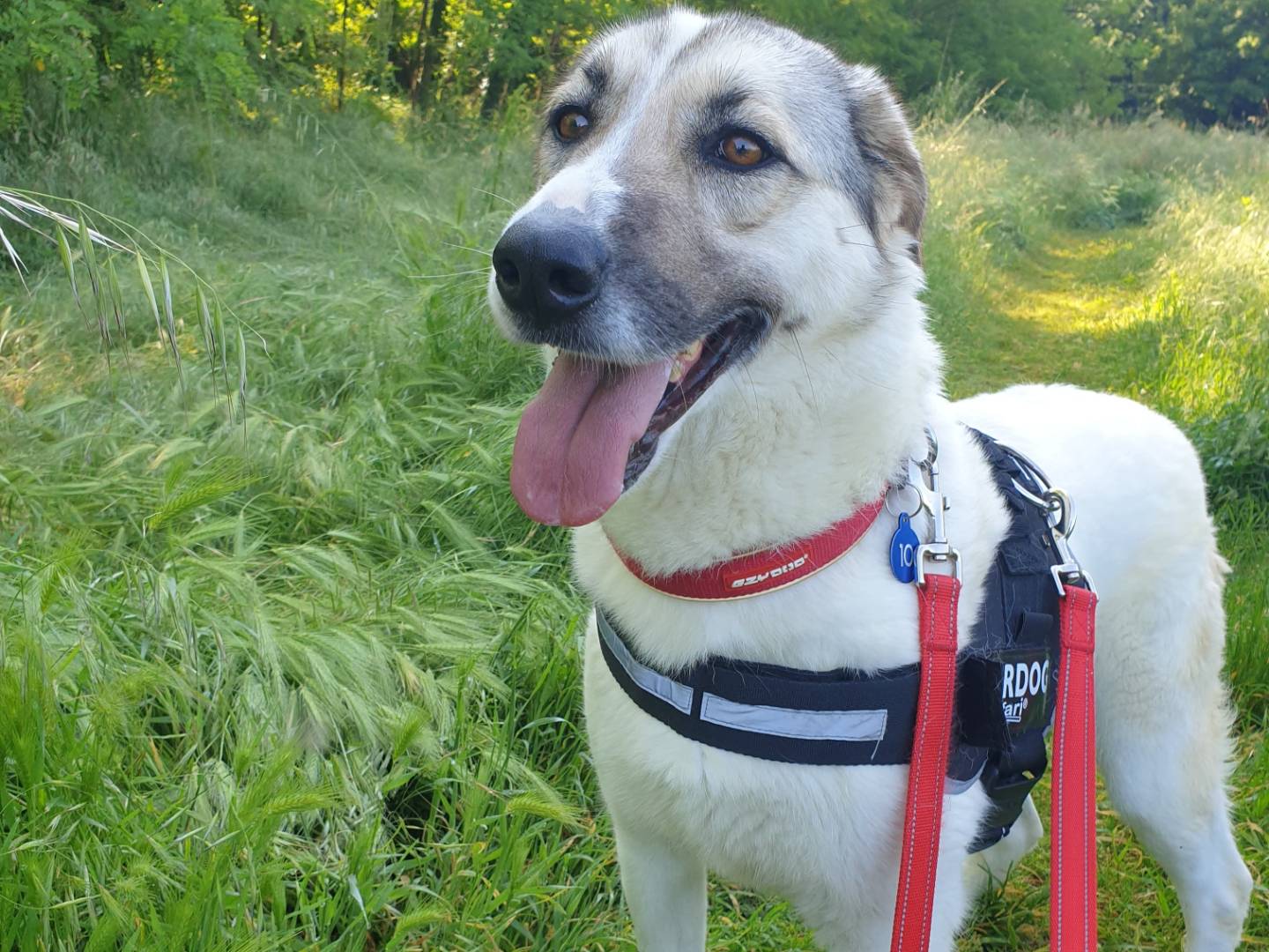 Adotta un cane, taglia media, femmina, Milano