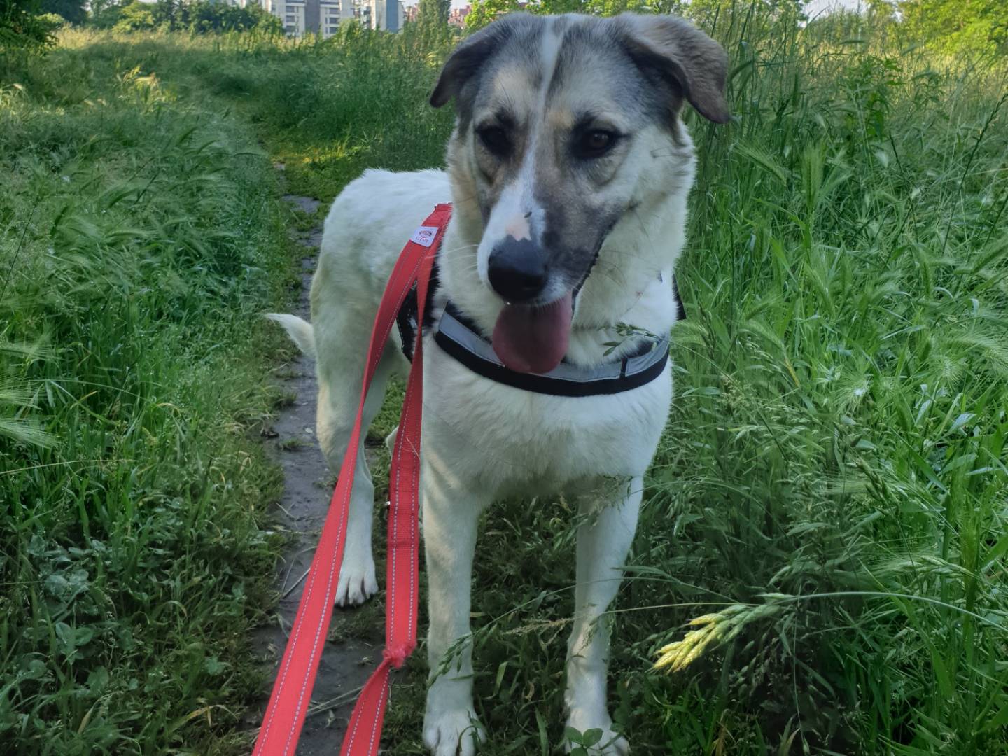 Vuoi adottare un cane a Milano?