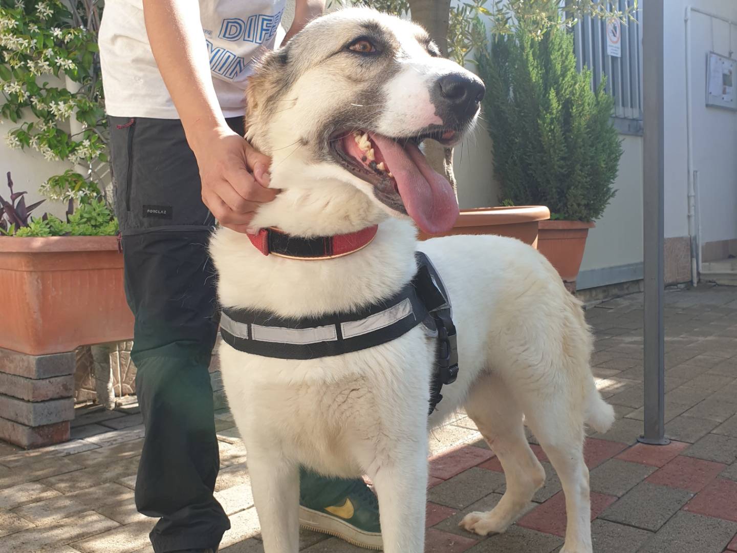 Adotta il cane COCA a Milano