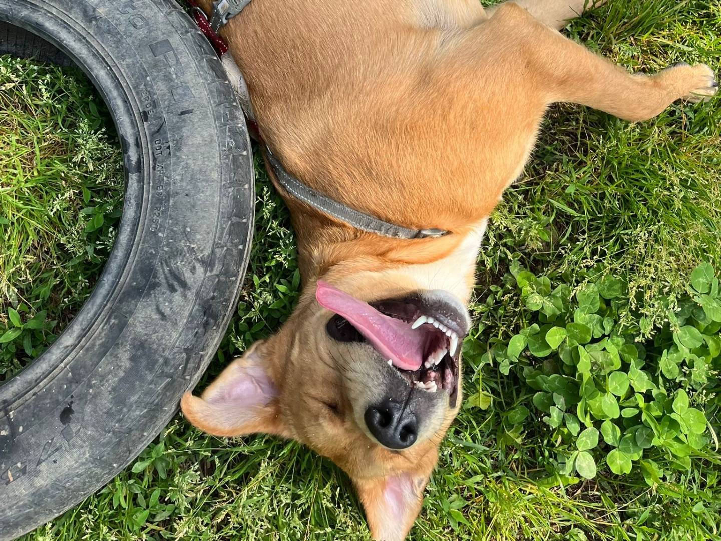 Adotta un cane, femmina, 1 anno e 10 mesi , Milano