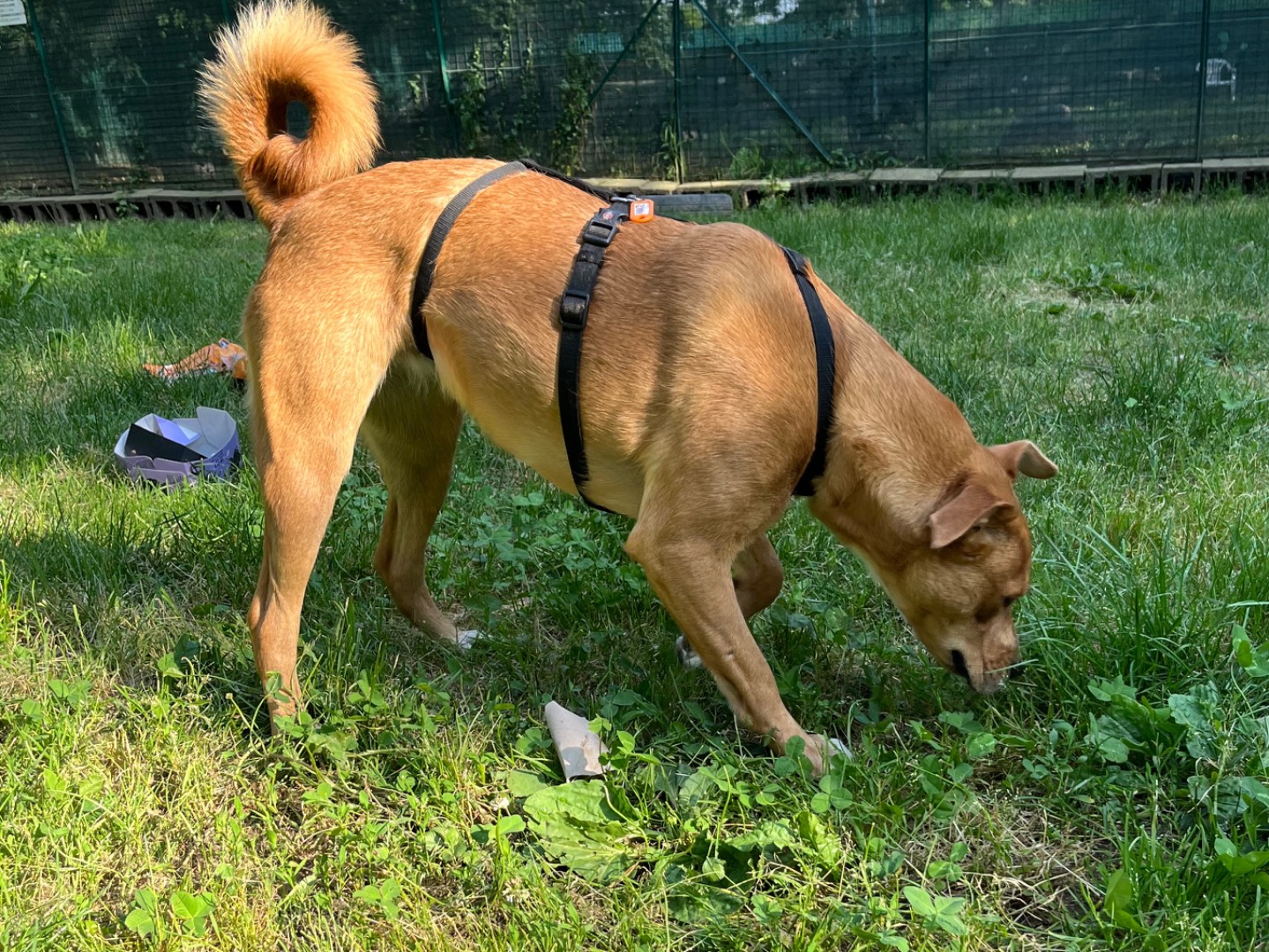 Adotta un cane, taglia grande, femmina, Milano