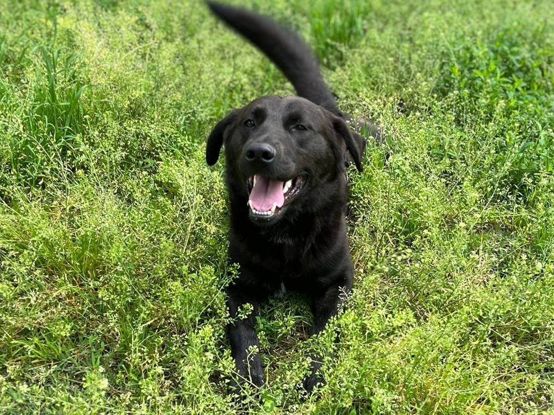 Adotta un cane, maschio, 2 anni  e 4 mesi , Milano