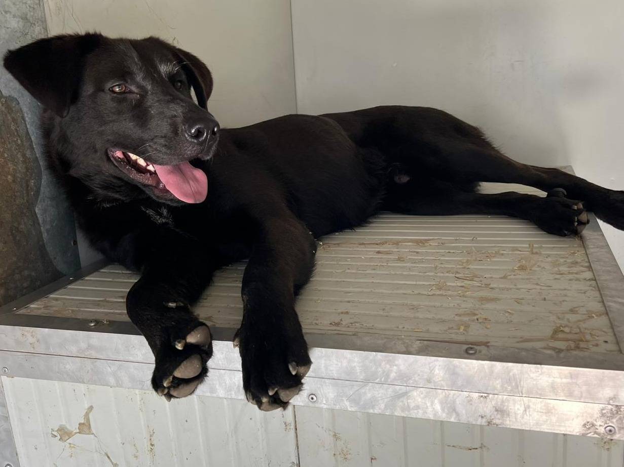 Adotta un cane, taglia grande, maschio, Milano