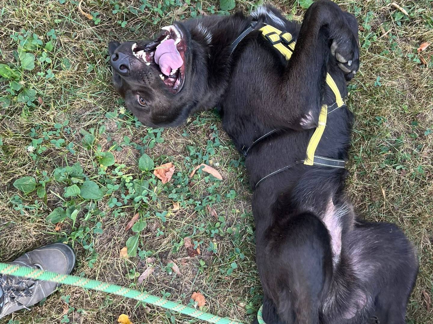 Vuoi adottare un cane a Milano?