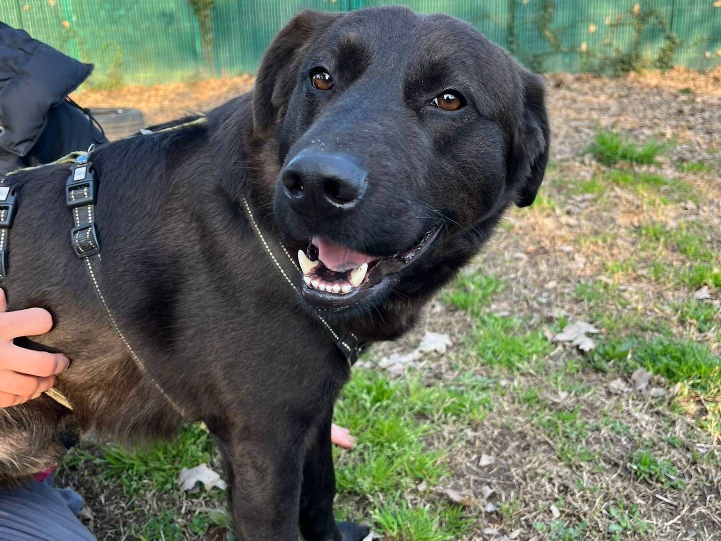 Adotta il cane Ross a Milano