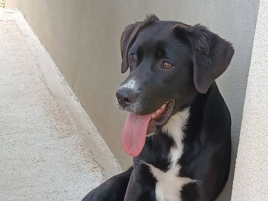 Adotta un cane, femmina, 4 mesi, Ragusa