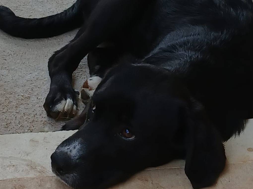 Foto dell'animale