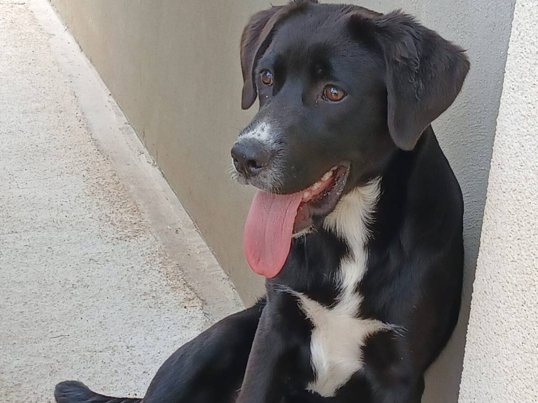 Adotta un cane, femmina, 4 mesi, Ragusa