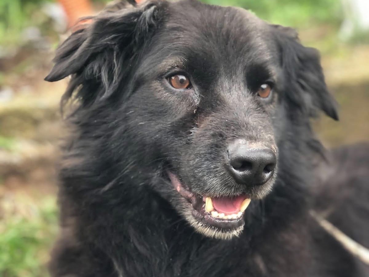 Adozione cane, maschio, Razza sconosciuta Razza sconosciuta, 5 anni e 8 mesi, taglia media, Latina