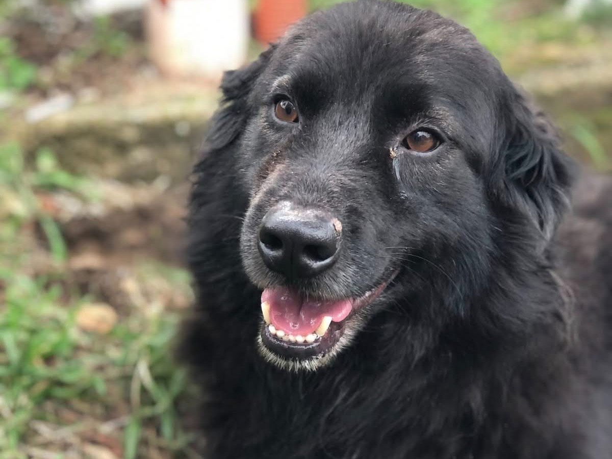 Adotta un cane, maschio, 5 anni e 8 mesi, Latina