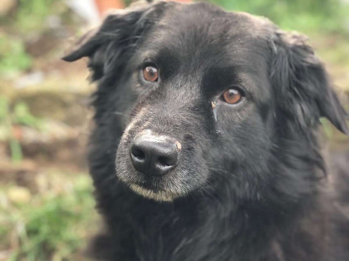Adotta un cane, taglia media, maschio, Latina