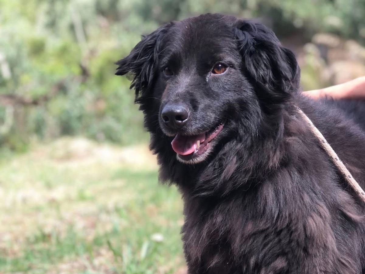 Vuoi adottare un cane a Latina?