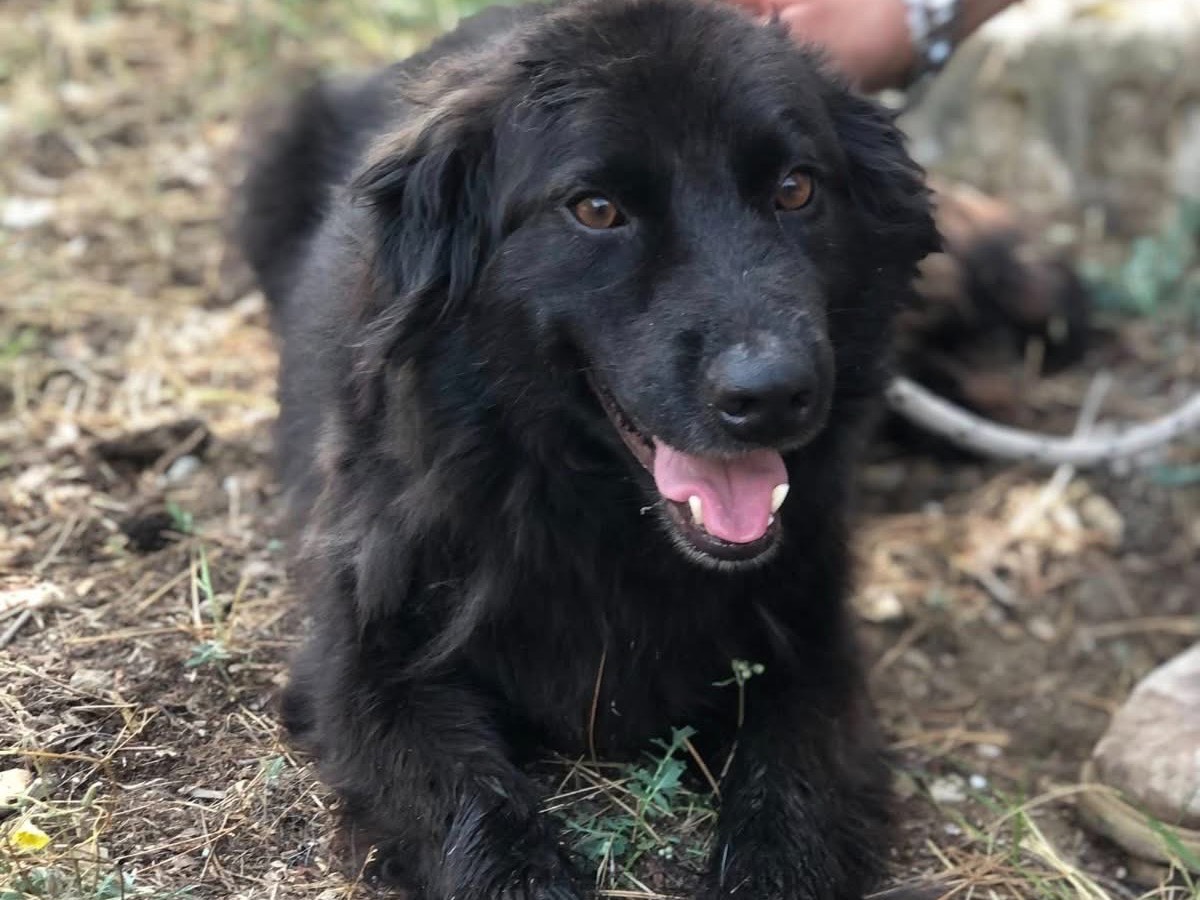 Adotta il cane Tabù a Latina