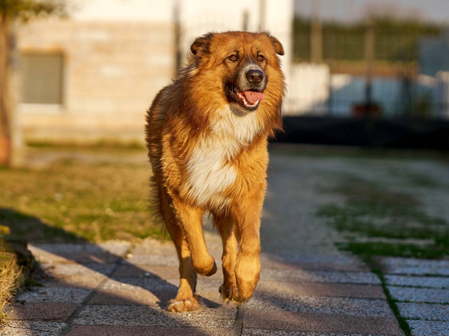 Vuoi adottare un cane a Verona?