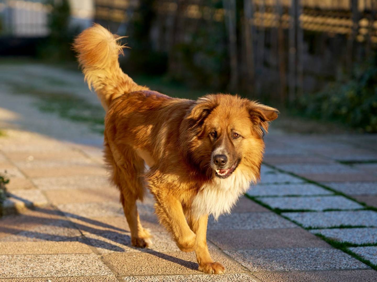 Adotta il cane Vittorio a Verona
