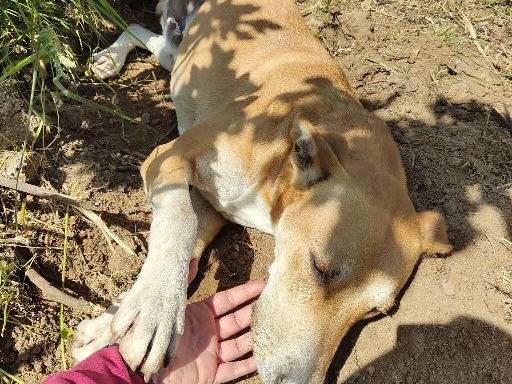 Adotta un cane, maschio, 1 anno e 4 mesi , Reggio