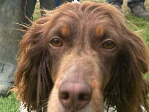 Adotta un cane, femmina, 3 anni  e 3 mesi , Caserta
