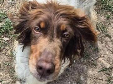 Adotta un cane, taglia media contenuta, femmina, Caserta