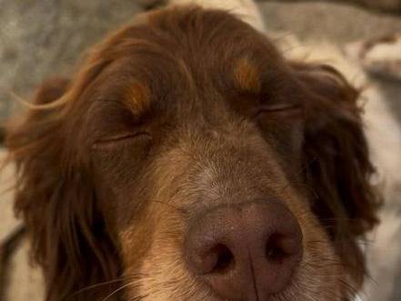 Vuoi adottare un cane a Caserta?