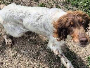 Adotta il cane LISA a Caserta