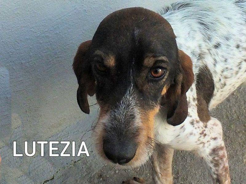 Foto dell'animale