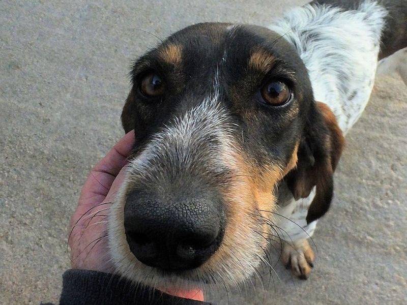 Adotta un cane, femmina, 4 anni , Frosinone